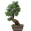 Pinus parviflora, 42 cm, ± 25 anni