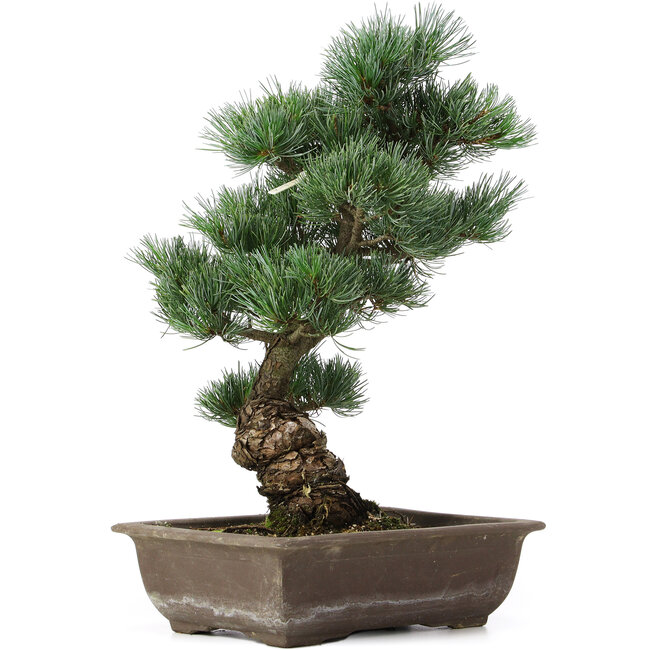 Pinus parviflora, 42 cm, ± 25 years old