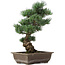 Pinus parviflora, 42 cm, ± 25 anni