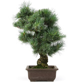 Pinus parviflora, 41 cm, ± 25 jaar oud