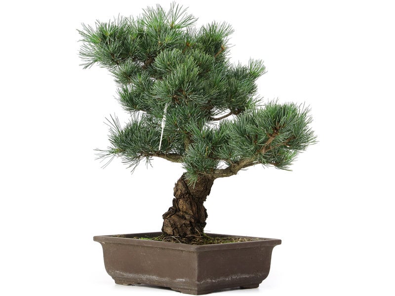 Pinus parviflora, 39 cm, ± 25 jaar oud