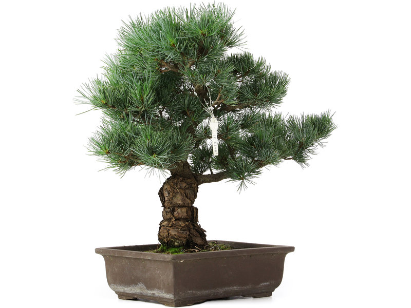 Pinus parviflora, 39 cm, ± 25 jaar oud