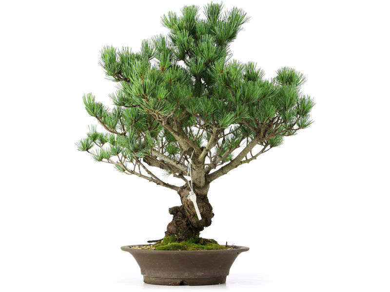 Pinus parviflora, 52 cm, ± 25 jaar oud