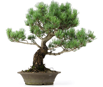 Pinus parviflora, 46 cm, ± 25 jaar oud
