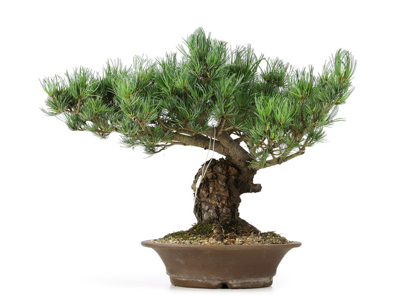 Pinus parviflora, 38 cm, ± 25 jaar oud