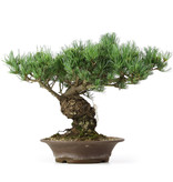 Pinus parviflora, 38 cm, ± 25 jaar oud