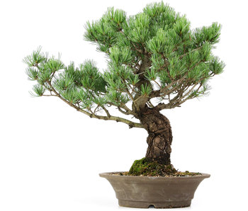 Pinus parviflora, 46 cm, ± 25 years old