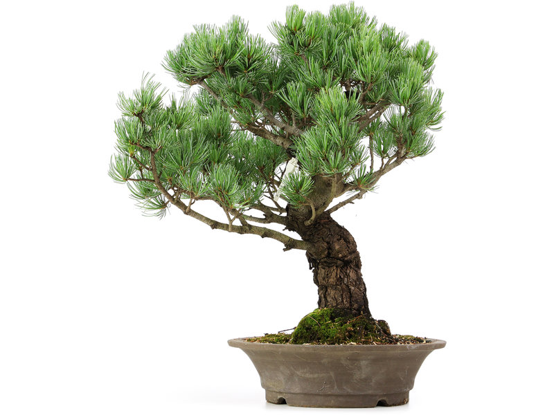 Pinus parviflora, 46 cm, ± 25 jaar oud