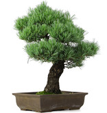 Pinus parviflora, 53 cm, ± 25 jaar oud