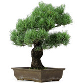 Pinus parviflora, 53 cm, ± 25 jaar oud