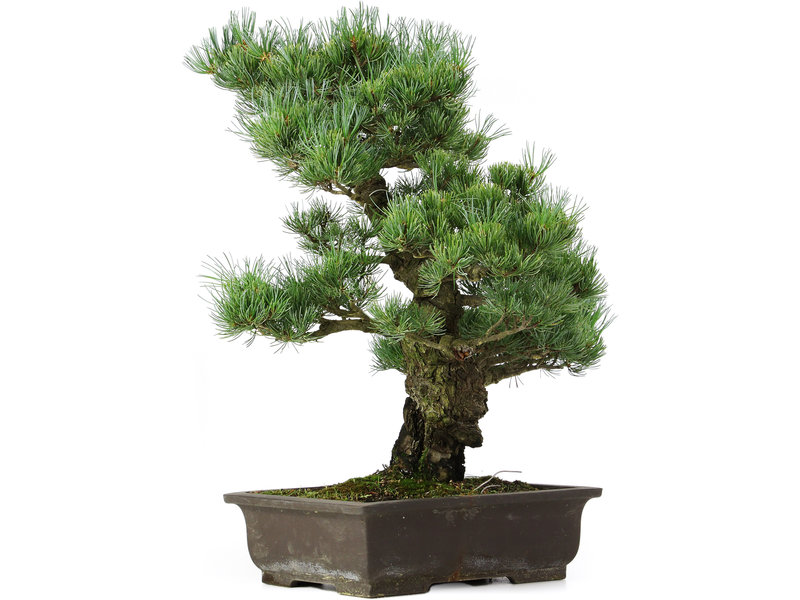 Pinus parviflora, 49 cm, ± 25 jaar oud