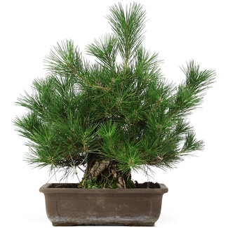 Pinus thunbergii, 44 cm, ± 20 Jahre alt