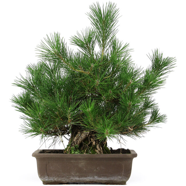 Pinus thunbergii, 44 cm, ± 20 jaar oud