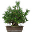 Pinus thunbergii, 44 cm, ± 20 anni