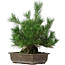 Pinus thunbergii, 44 cm, ± 20 anni