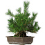 Pinus thunbergii, 44 cm, ± 20 years old