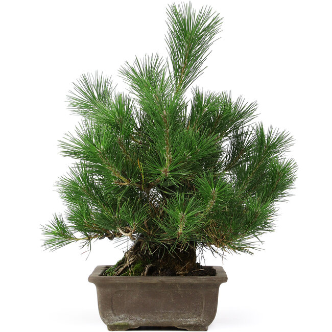 Pinus thunbergii, 44 cm, ± 20 jaar oud