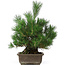 Pinus thunbergii, 44 cm, ± 20 anni