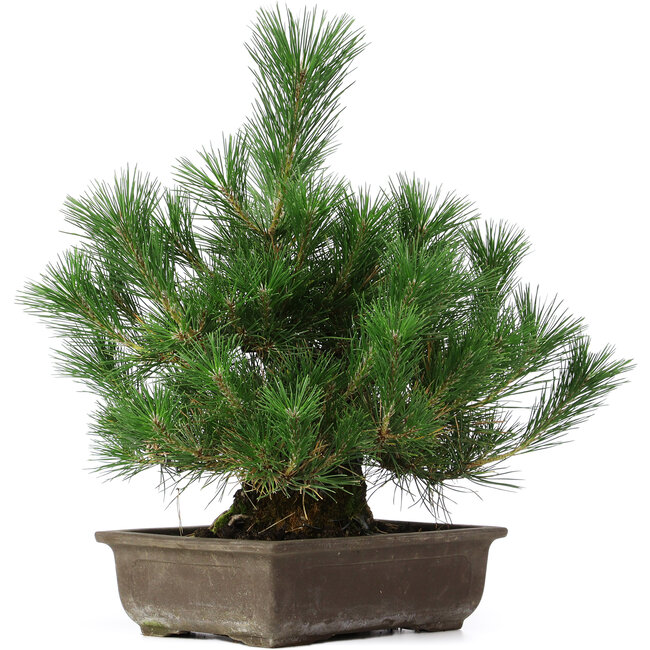 Pinus thunbergii, 44 cm, ± 20 years old