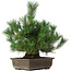 Pinus thunbergii, 44 cm, ± 20 anni