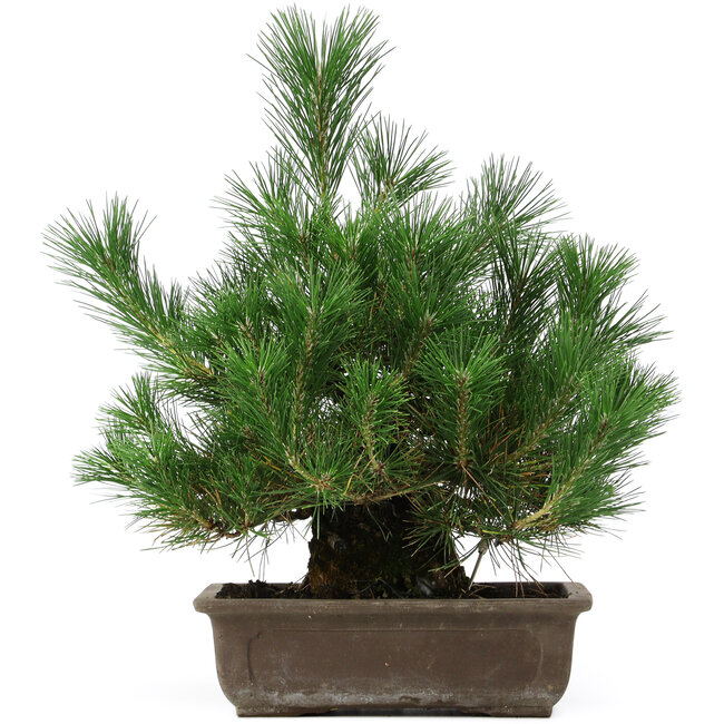 Pinus thunbergii, 44 cm, ± 20 Jahre alt