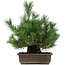 Pinus thunbergii, 44 cm, ± 20 anni