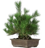 Pinus thunbergii, 44 cm, ± 20 jaar oud