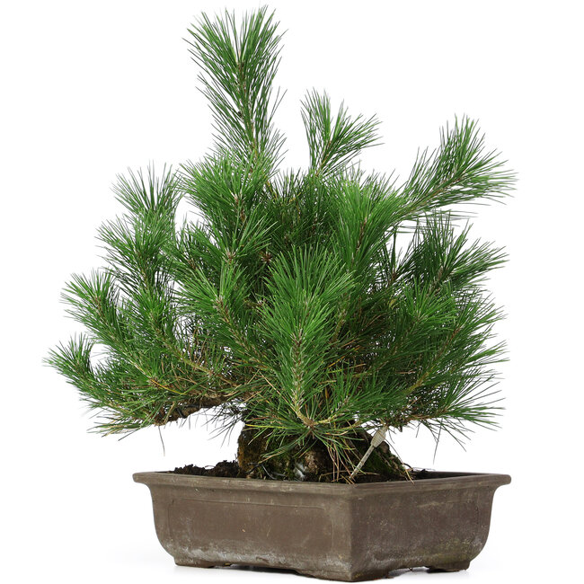 Pinus thunbergii, 44 cm, ± 20 Jahre alt
