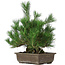 Pinus thunbergii, 44 cm, ± 20 anni