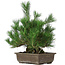 Pinus thunbergii, 44 cm, ± 20 years old