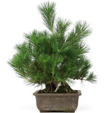Pinus thunbergii, 44 cm, ± 20 jaar oud