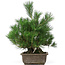 Pinus thunbergii, 44 cm, ± 20 anni