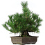 Pinus thunbergii, 44 cm, ± 20 anni