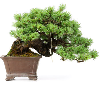 Pinus parviflora, 25 cm, ± 35 years old