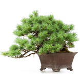 Pinus parviflora, 25 cm, ± 35 years old, with interesting hollow tree trunk