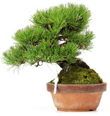 Pinus thunbergii, 21 cm, ± 15 jaar oud