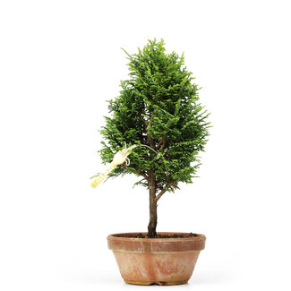 Chamaecyparis obtusa, 26 cm, ± 8 años