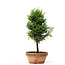 Chamaecyparis obtusa, 26 cm, ± 8 years old