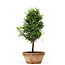 Chamaecyparis obtusa, 26 cm, ± 8 years old