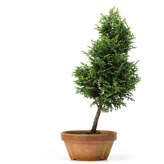 Chamaecyparis obtusa, 30 cm, ± 8 anni