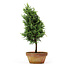 Chamaecyparis obtusa, 30 cm, ± 8 years old