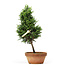 Chamaecyparis obtusa, 30 cm, ± 8 years old