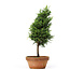 Chamaecyparis obtusa, 30 cm, ± 8 years old