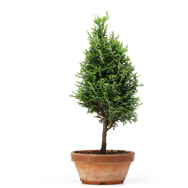 Chamaecyparis obtusa, 29 cm, ± 8 jaar oud