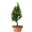 Chamaecyparis obtusa, 29 cm, ± 8 years old