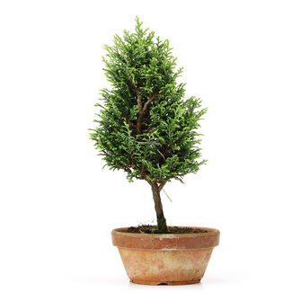 Chamaecyparis obtusa, 26 cm, ± 8 anni