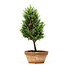 Chamaecyparis obtusa, 26 cm, ± 8 jaar oud