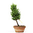 Chamaecyparis obtusa, 26 cm, ± 8 years old