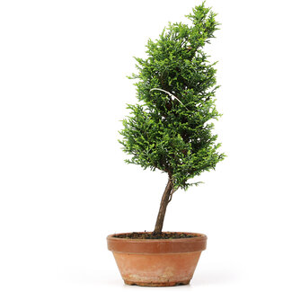 Chamaecyparis obtusa, 33 cm, ± 8 anni