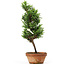 Chamaecyparis obtusa, 33 cm, ± 8 Jahre alt